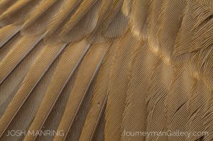 Josh Manring Photographer Decor Wall Arts - Bird Photography -157.jpg